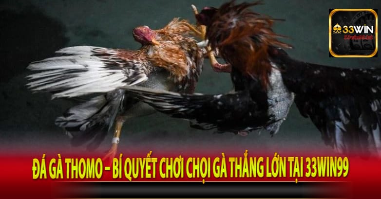 Đá Gà Thomo – Bí Quyết Chơi Chọi Gà Thắng Lớn Tại 33win99