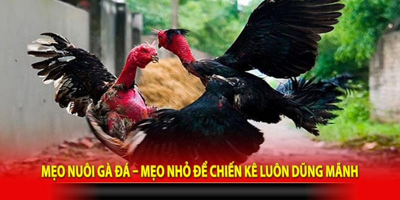 Mẹo nuôi gà đá – Mẹo nhỏ để chiến kê luôn dũng mãnh